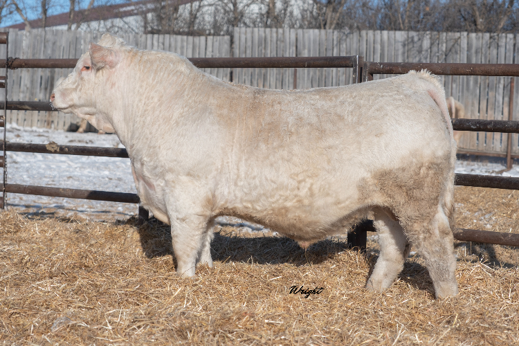 bull